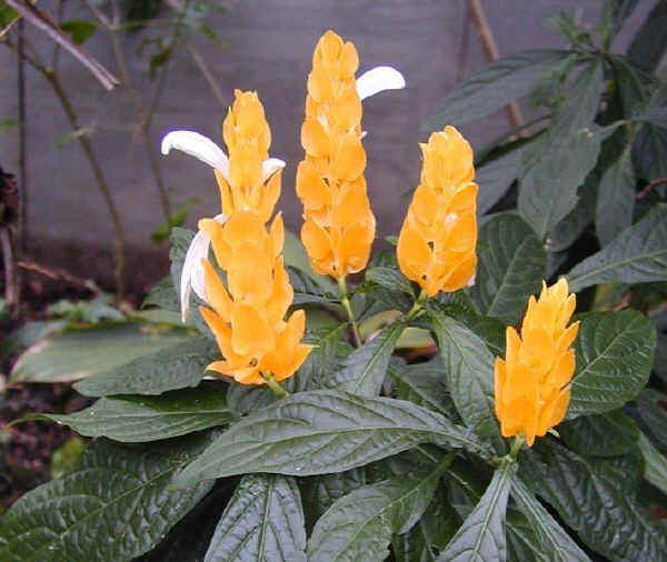 Pachystachys lutea