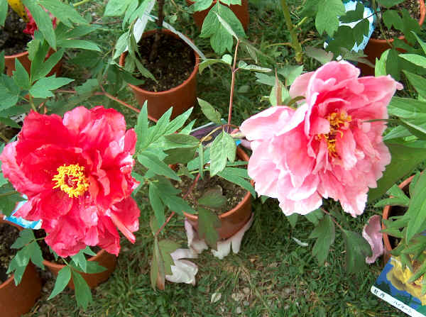 Paeonia arborea