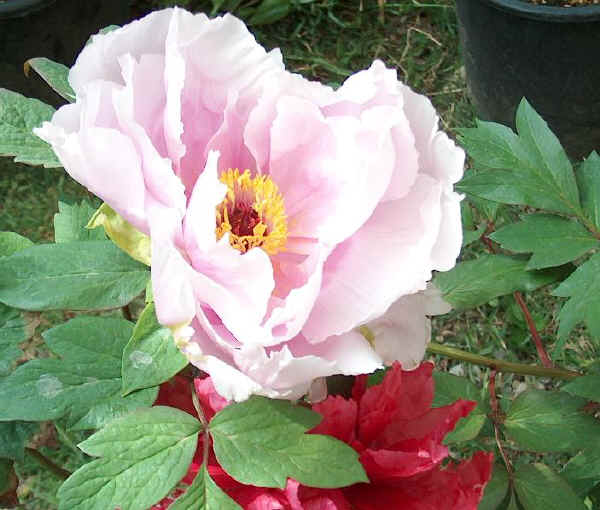 Paeonia arborea