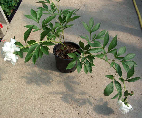 Paeonia arborea