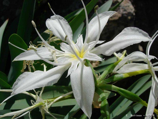 Pancratium illyricum