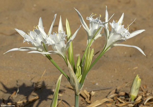 Pancratium maritimum