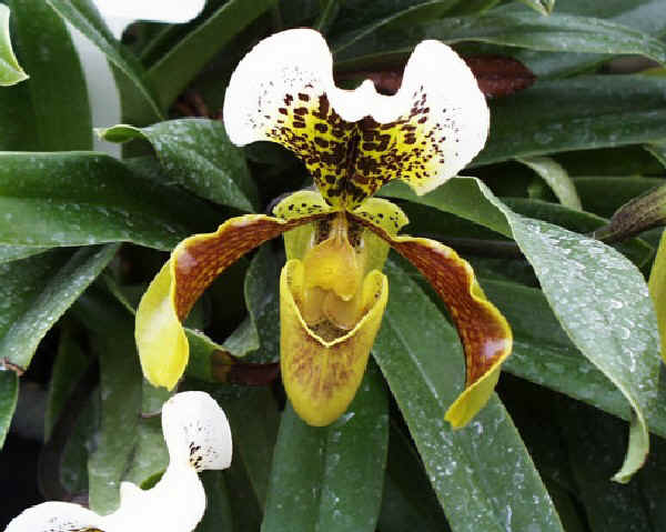 Paphiopedilum insigne