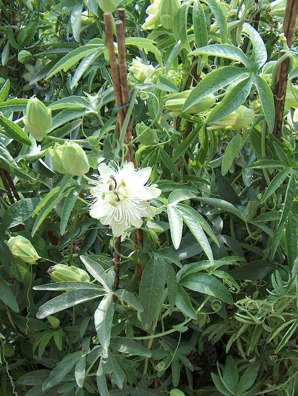 Passiflora caerulea