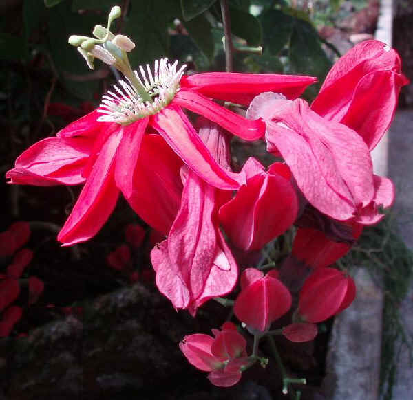 Passiflora racemosa