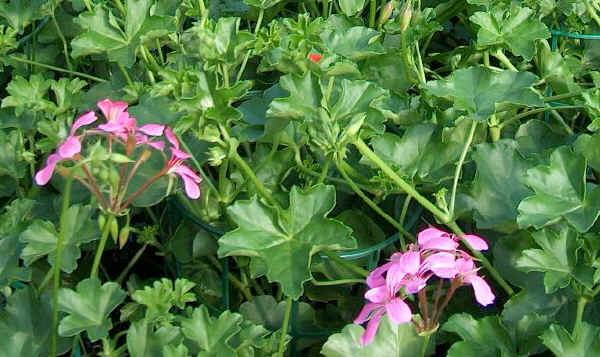 Pelargonium peltatum - Geranio edera