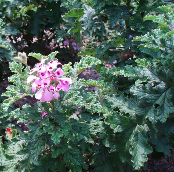 Pelargonium quercifolium