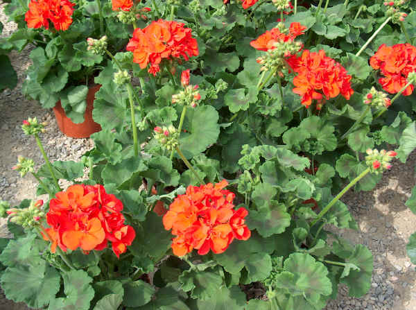 Pelargonium ibrido zonale - Geranio