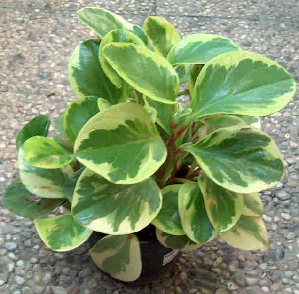 Piantina di Peperomia obtusifolia