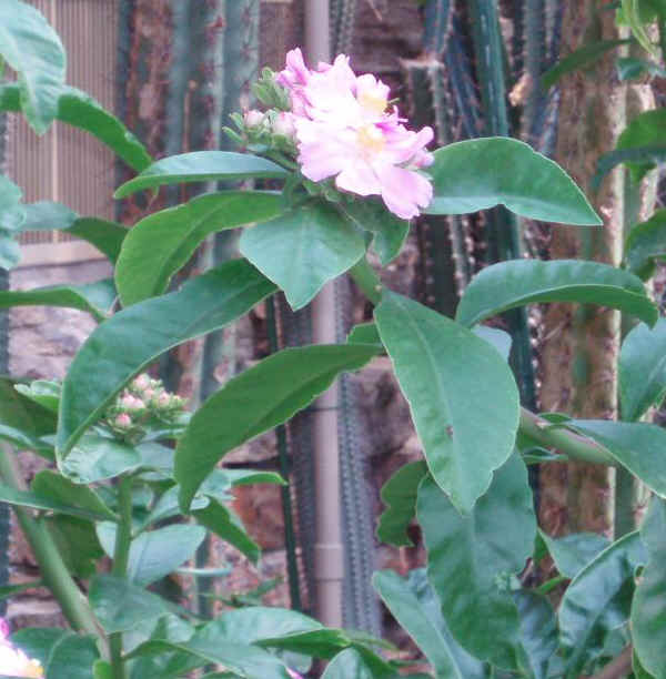 Pereskia grandifolia