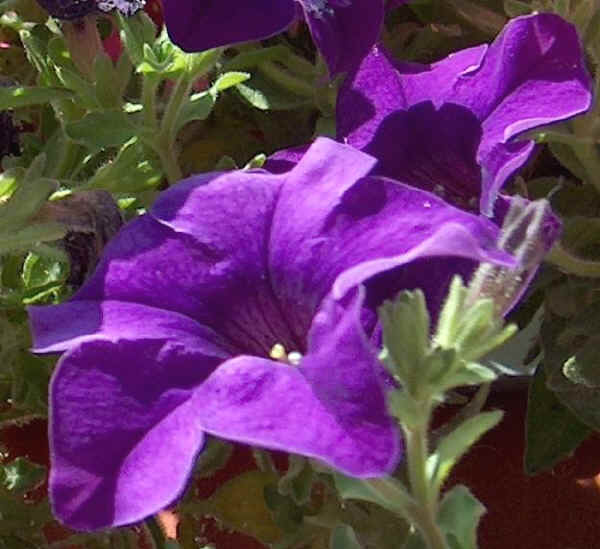 Petunia x hybrida