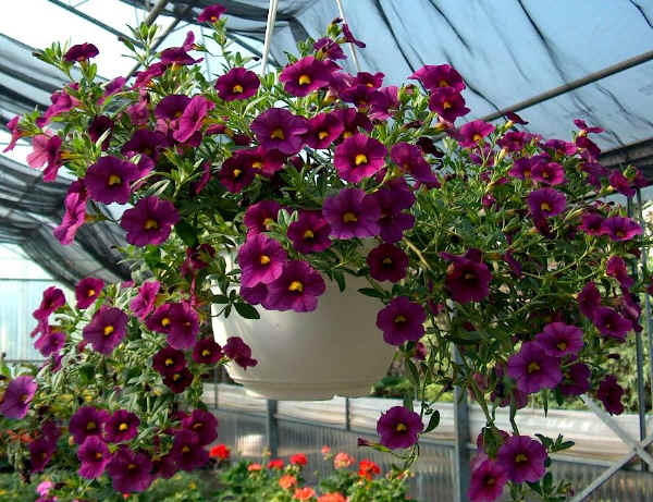 Petunia x hybrida