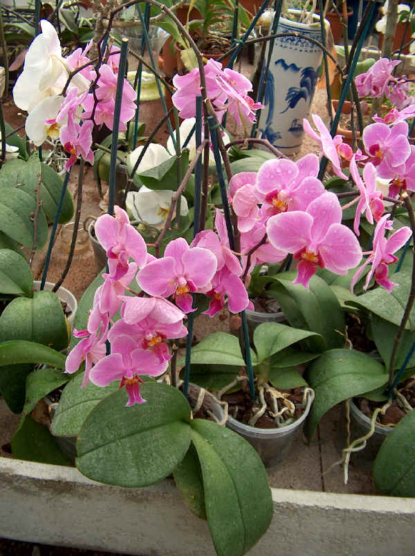 Phalaenopsis