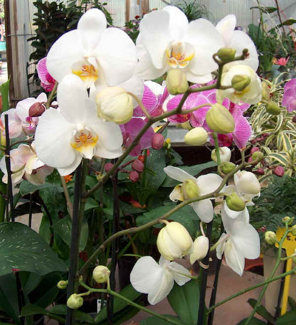 Phalaenopsis