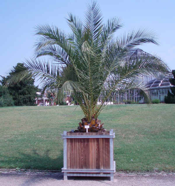 Phoenix canariensis