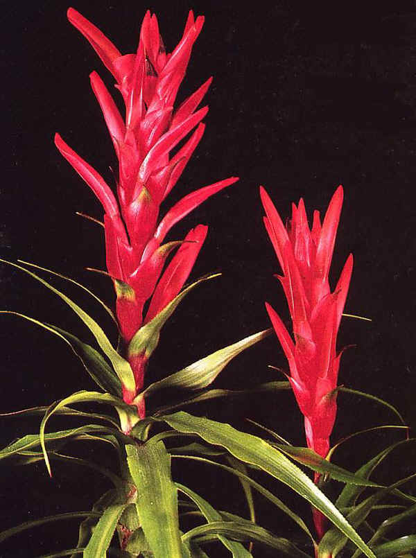 Pitcairnia aphelandriflora