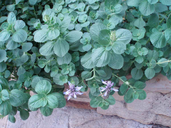 Plectranthus neochilus