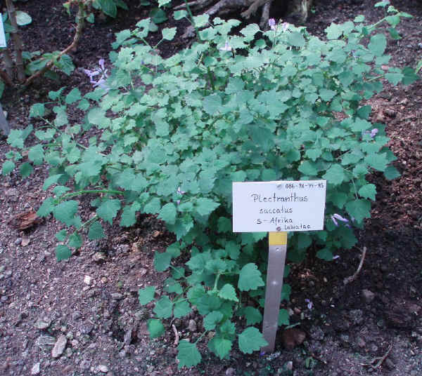 Plectranthus saccatus 