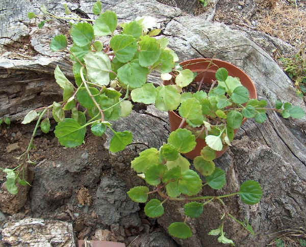 Plectranthus myrianthus