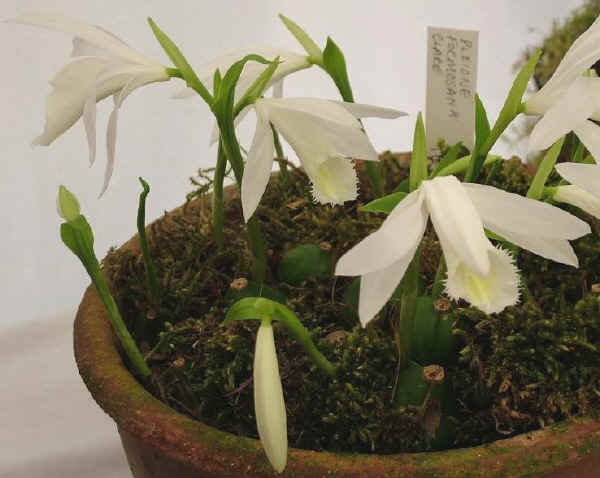 Pleione formosona "Clare" 