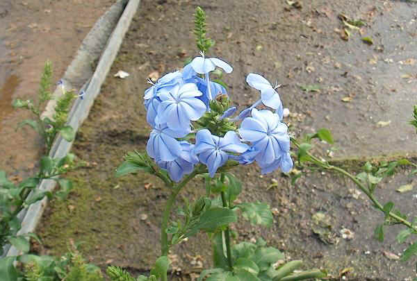 Plumbago capensis