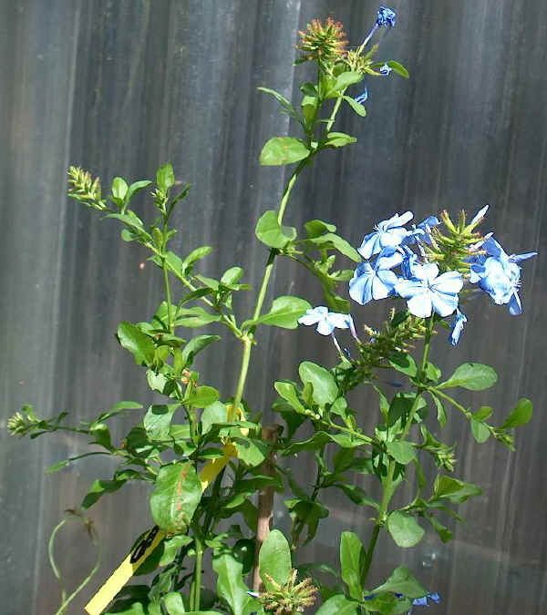 Plumbago capensis