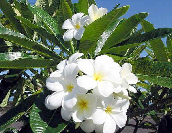 Plumeria acutifolia