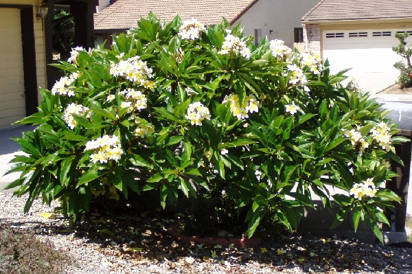 Plumeria acutifolia