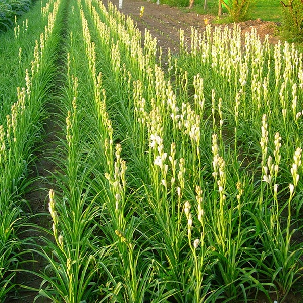 Polianthes tuberosa