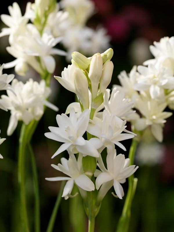 Polianthes tuberosa