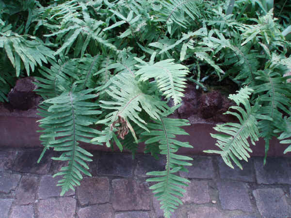 Polypodium formosanum