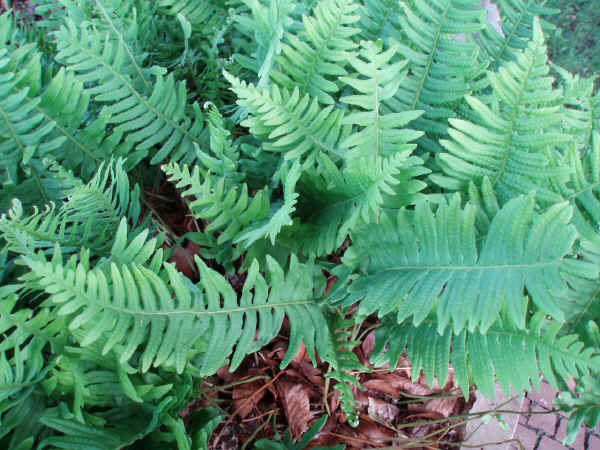 Polypodium vulgare