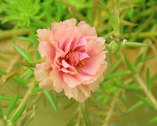 Portulaca grandiflora