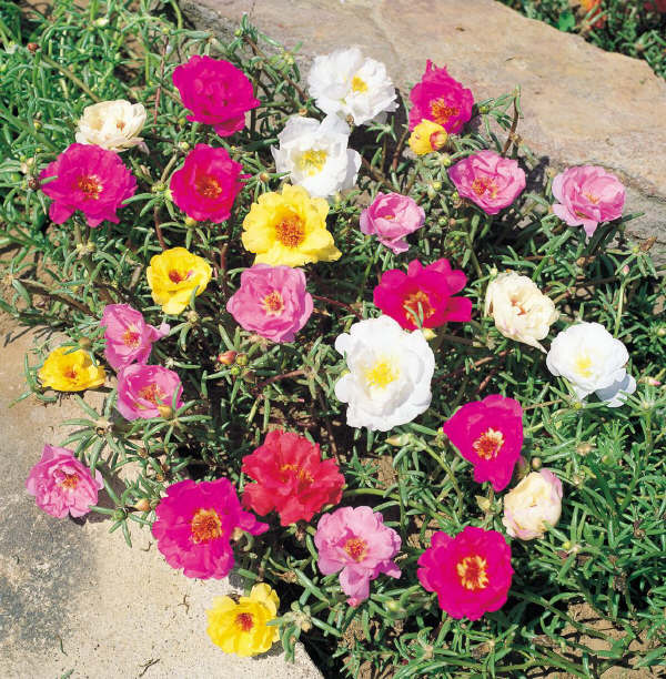 Portulaca grandiflora