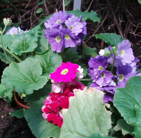 Primula obconica