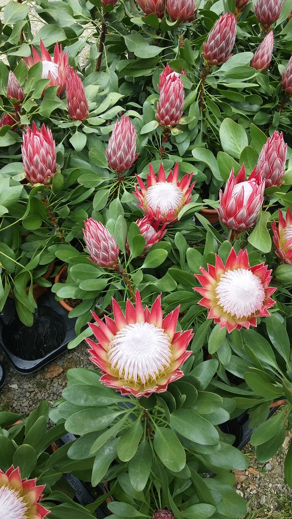 Protea cynaroides