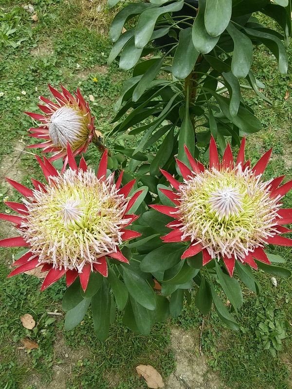 Protea cynaroides