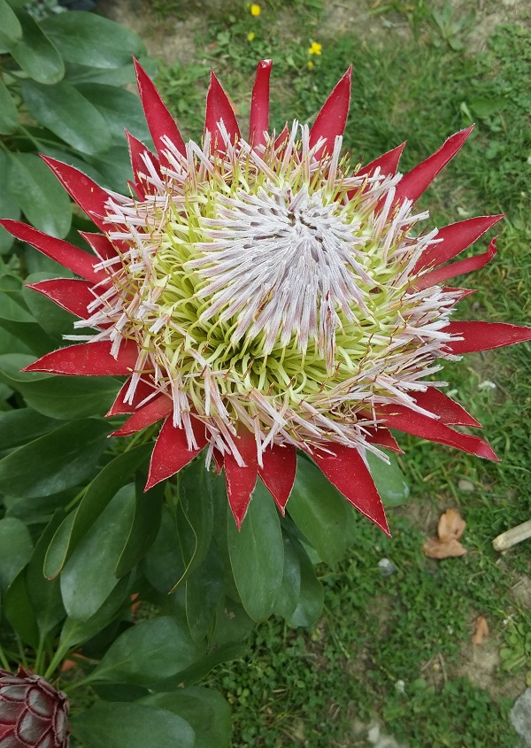 Protea cynaroides