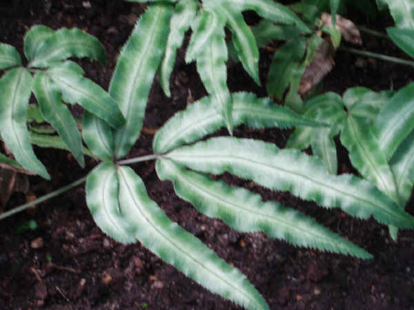 Pteris cretica var. Albolineata