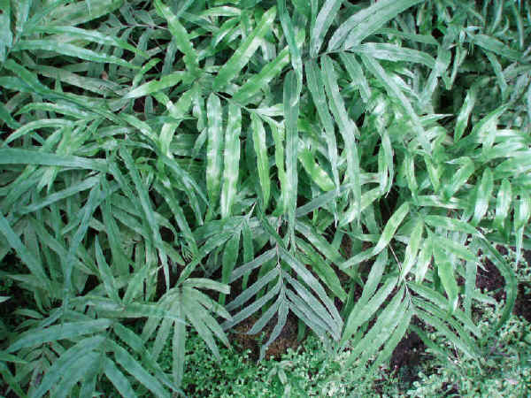 Pteris umbrosa