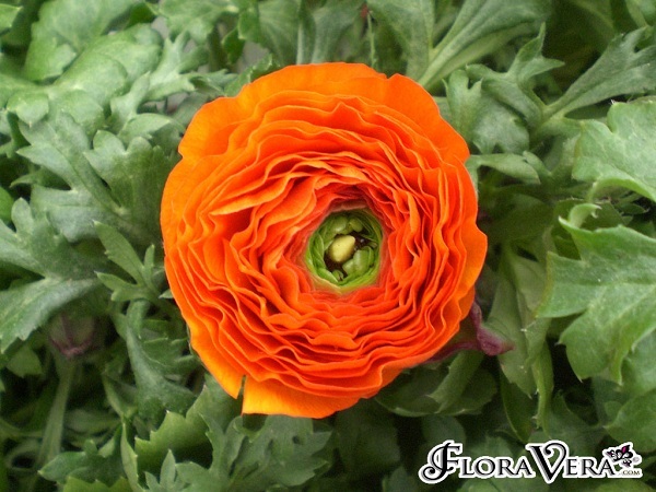 Ranunculus asiaticus