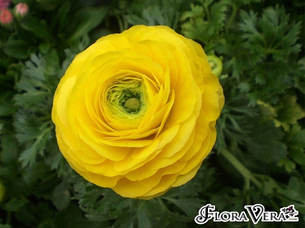 Ranunculus asiaticus