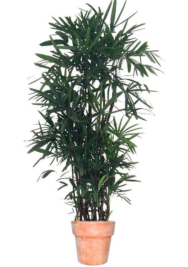 Rhapis excelsa