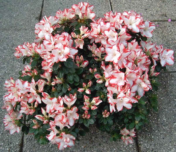 Rhododendron - AZALEA