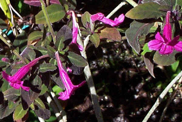 Ruellia makoyana