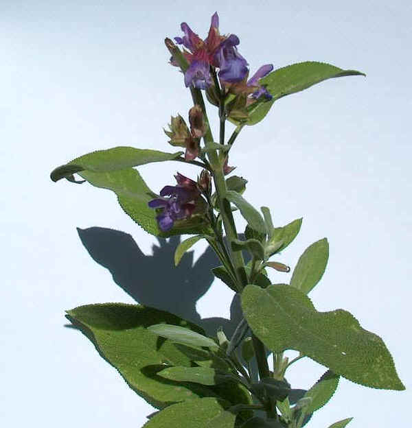 Salvia officinalis