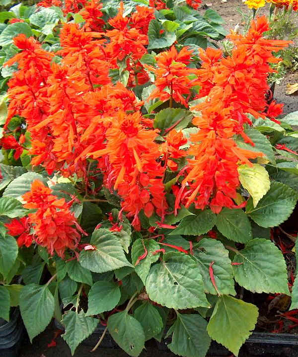 Salvia splendens