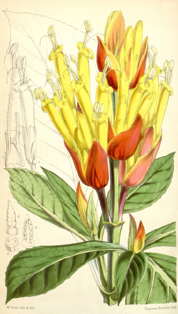 Sanchezia nobilis