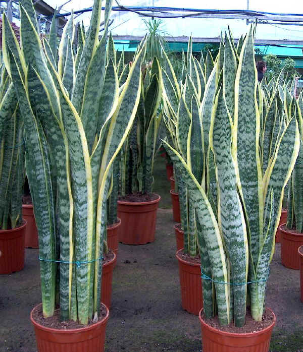 Sansevieria trifasciata varietà Laurentii