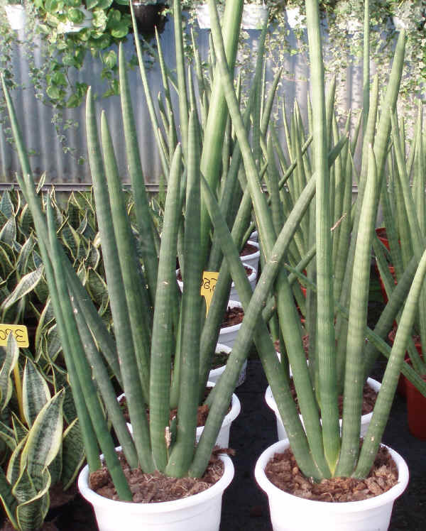 Sansevieria cylindrica “Skyline”